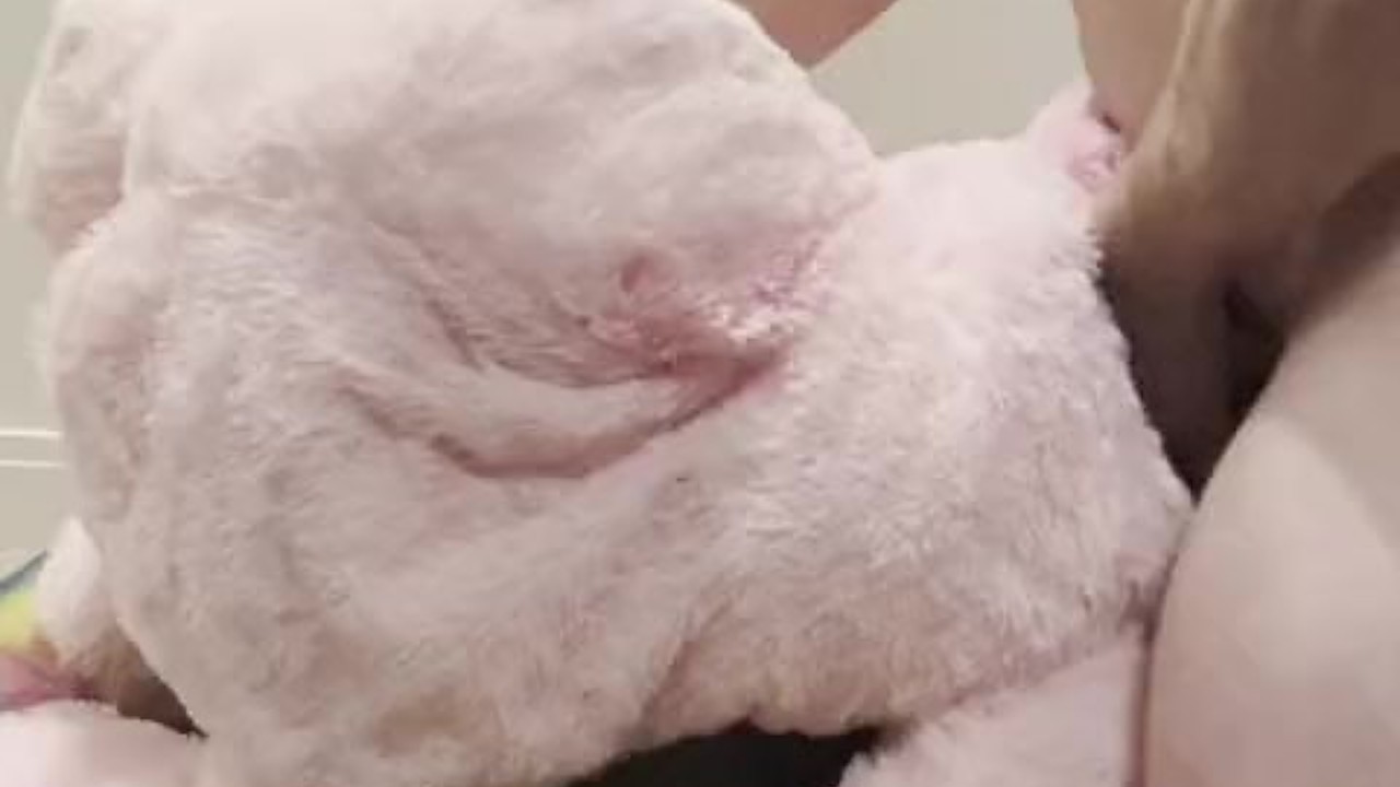 MLP Plushie Sex (Pink Fuck)