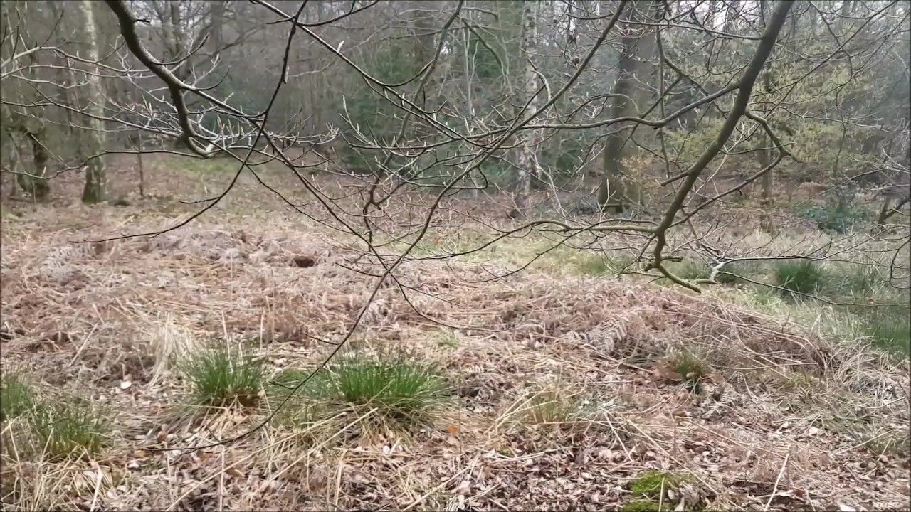 Cum Over Me in the Woods