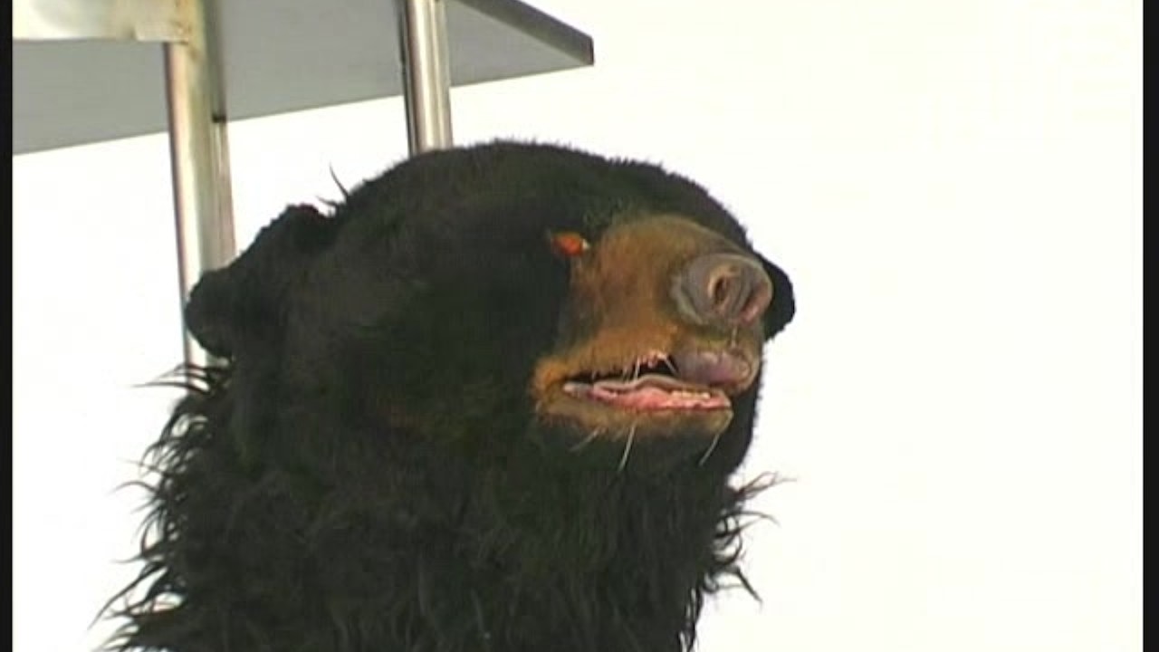 Sandra transformed like a bear