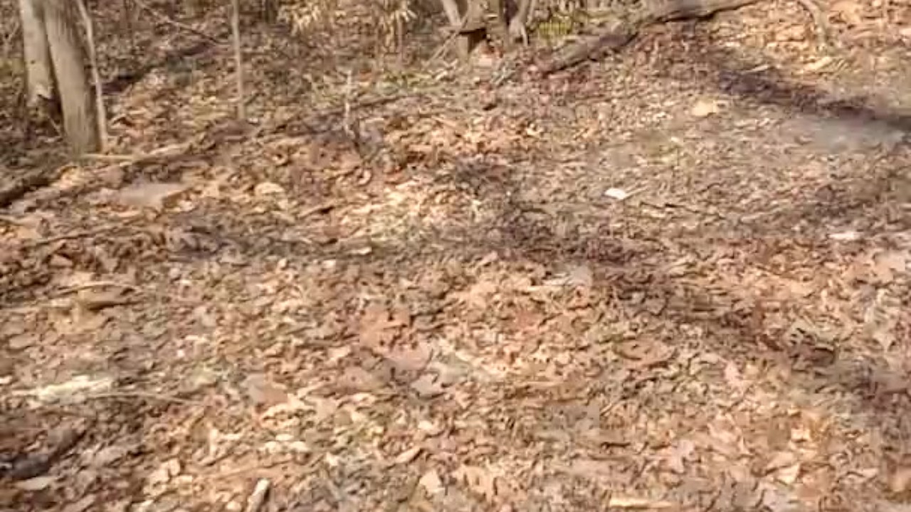 Eagle like focus