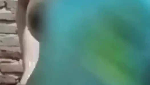 "Honey, I'm going to take a shower, come and suck my nipples.