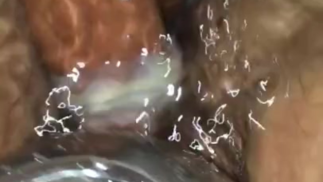 Dick and a shower head orgasm