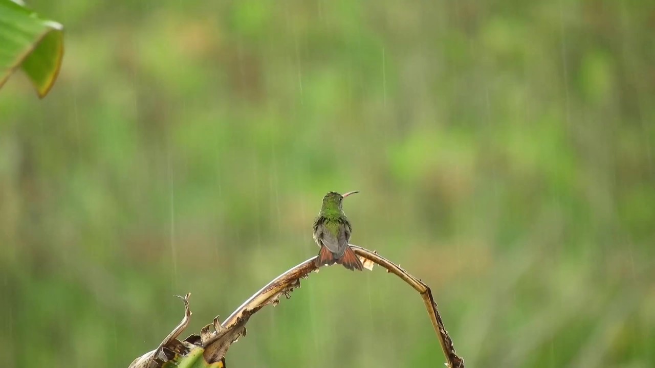 Listen to this peaceful mind relaxing while watching sound .Rain sound.
