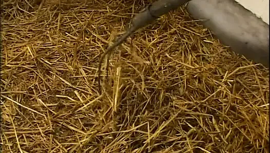 Fat farmer woman banged in a barn by a horny guy