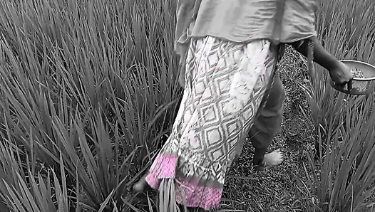 Deshi Outdoor bangli Video Rice field Working & Loving Together