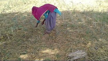 Desi Indian boyfriend fucks her while working in the field