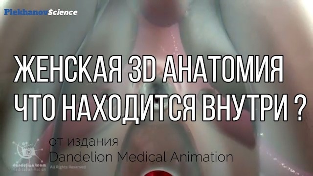 Анатомия 3D Женская анатомия - Что находится внутри ?Женская предстательная железа от издания Dandel